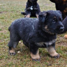 German Shepherd Puppies from Gnadehund German Shepherds