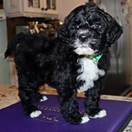 Joel - Black and white male Portuguese Water Dog puppy in Hamptonville, North Carolina from Alabama Havanese Kennel Tidewater Kennel