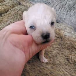 Peanut - Apricot female Schnoodle puppy in Arkansas from Harper's Pups