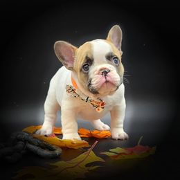 Ribeye - Fawn and white male French Bulldog puppy in Wisconsin from Shameless Bulldogs LLC