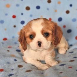 Baylee - Blenheim female Cavalier King Charles Spaniel puppy in San Jose, California from Alpine Meadows Cavaliers