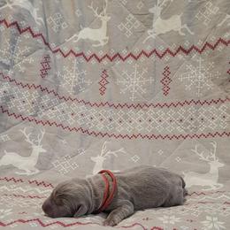 Prancer - Silver female Dilute Retriever puppy in New Providence, Pennsylvania from Southernend Silvers