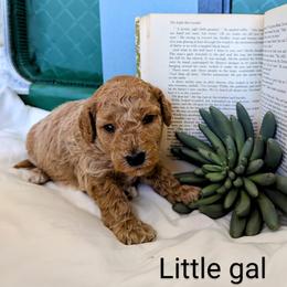 Poodle All Grown Up from Topline Poodles