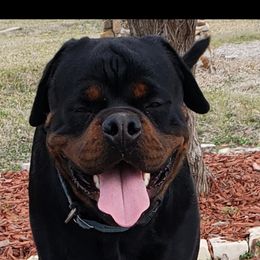 "Bacardi " Rottweiler All Grown Up from Vom Haus Jonas Rottweilers