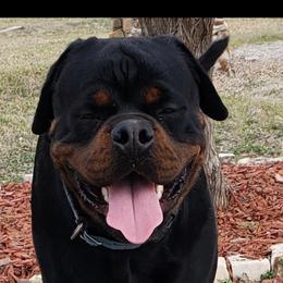 "Bacardi " Rottweiler All Grown Up from Vom Haus Jonas Rottweilers