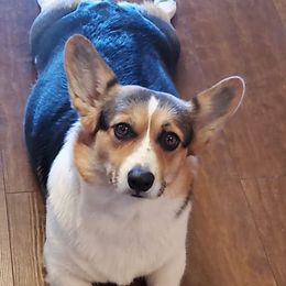 Penny - Pembroke Welsh Corgi