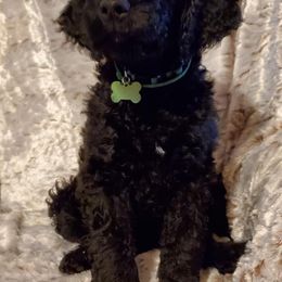 Goldendoodles from Cynthia's Goldendoodles