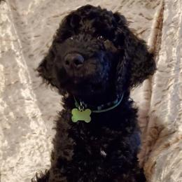 Goldendoodles from Cynthia's Goldendoodles