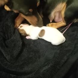 Girl 1 - Cream female Dachshund puppy in Warrenville, South Carolina from Sherman's Dachshunds