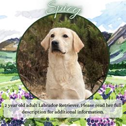Spicy - Yellow female Labrador Retriever puppy in Fair Oaks, California from Twisted Ranch Retrievers