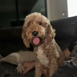 Carly - Cavapoo