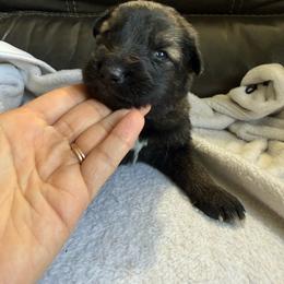 Boy 4 - Sable male German Shepherd puppy in Denver, Colorado from Morales Kennels