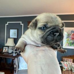 Hubble - Fawn male French Bulldog puppy in Almo, Kentucky from Busy Bee French Bulldogs