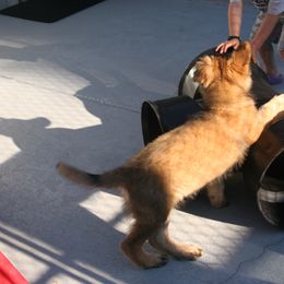 Shiloh Shepherd Puppies from Solace Shilohs