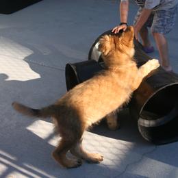 Shiloh Shepherd Puppies from Solace Shilohs