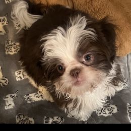 Shih Tzu Puppies from Mayra’s Shih Tzus