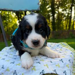 Brave - Tri-color male Bernedoodle puppy in Sherman, Illinois from Shirl Doodle Life