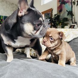 Alaska - Tricolors female French Bulldog puppy in Olympia, Washington from Matra French Bulldogs