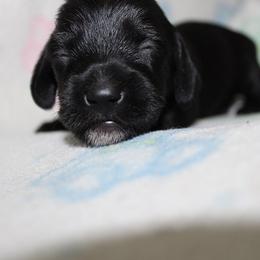 Girl 2 - Black female Dachshund puppy in Craig, Colorado from Rocky Mountain Shih Tzus and Dry Creek Miniature Dachshunds