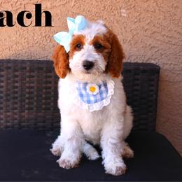 Peach - Parti female Goldendoodle puppy in Casa Grande, Arizona from AzDoodle Dandies