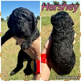 Hershey - Black female Goldendoodle puppy in Caddo Mills, Texas from Fire Wife Doodles