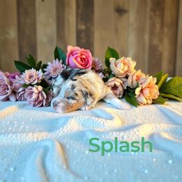 Splash - Blue merle female Aussiedoodle puppy in Ellenburg Center, New York from Kristin's Puppies