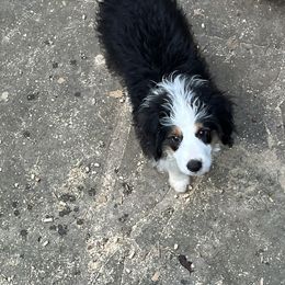 Aussiedoodle Puppies from Hearth&Hound Doodles