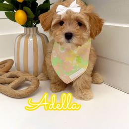 Adella - Apricot female Maltipoo puppy in Buford, Georgia from Petite Posh Puppies