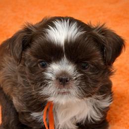 Holly - Liver female Shih Tzu puppy in Berkeley Springs, West Virginia from Sandridge Shih Tzus