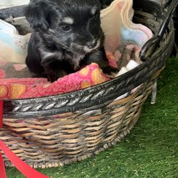 Havanese Puppies from PT Havanese