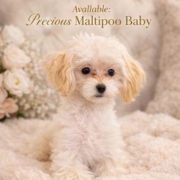 Taffie Most Gracefull - Cream female Maltipoo puppy in Chattanooga, Tennessee from Joy-fur puppies