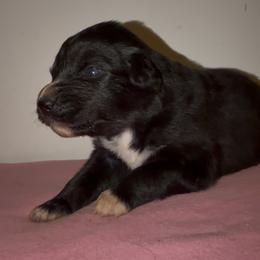 Cottontail - Black & white male Australian Shepherd puppy in Windsor, New York from Double B Aussies