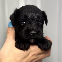 Crush - Red Boy - Black male Miniature Schnauzer puppy in Oneonta, Alabama from Murphree Valley Kennels