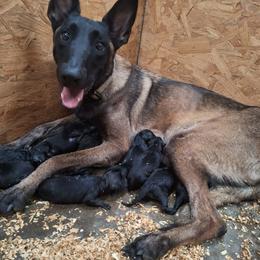 Girl3 - Black female Belgian Malinois puppy in Chico, Texas from North Texas Working Malinois
