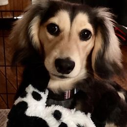 Charles Lee - Dachshund
