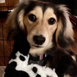 Charles Lee - Dachshund