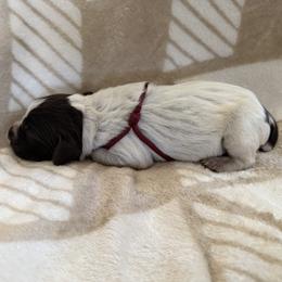 Wirehaired Pointing Griffon Puppies from Idleista Grand Chasseur