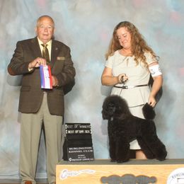 Poodles from Echocreek Miniature Poodles