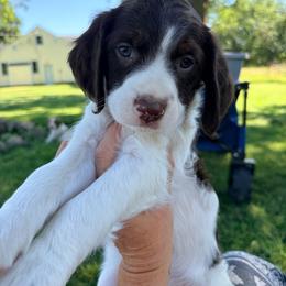 Tate - Liver and white female Brittany puppy in Traer, Iowa from Double K Brittanys