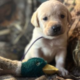 Purple - Yellow female Labrador Retriever puppy in Moore, Oklahoma from Okiehuntinboyz Labrador Retrievers