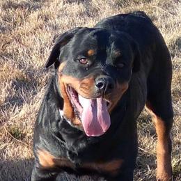 Gretta - Rottweiler