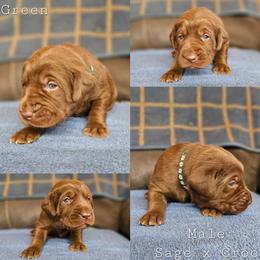 Dark Green - Chocolate male Labrador Retriever puppy in Boyd, Minnesota from Lindley Labradors