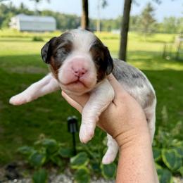 Blossom - Merle female Cavapoo puppy in Midland, Michigan from Northern Charm Farm