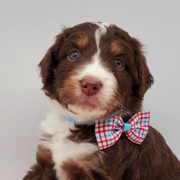 Aussiedoodles, Bernedoodles, and Goldendoodles from Mikkiana's Doodles