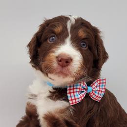 Aussiedoodles, Bernedoodles, and Goldendoodles from Mikkiana's Doodles
