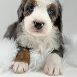 Bumble - Merle male Bernedoodle puppy in Fleming, Colorado from Vandenbark Doodles