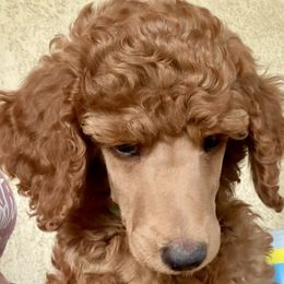 MacCallan - Red  male Poodle puppy in San Luis Obispo County, California from Central Coast Standard Poodles & Cavaliers