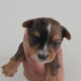 Pearl - Parti female Yorkshire Terrier puppy in Haines City, Florida from MF_Yorkies