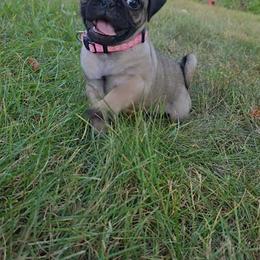Girl 1 - female Pug puppy in Rochester, New York from Natalia's Pugs