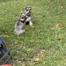 Miniature Schnauzer puppies from Liliana's Mini Schnauzers